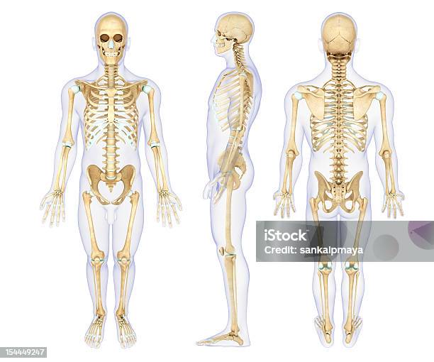 Ilustração De Anatomia De Um Esqueleto Humano - Fotografias de stock e mais imagens de Skeleton - Skeleton, Anatomia, Vista Traseira