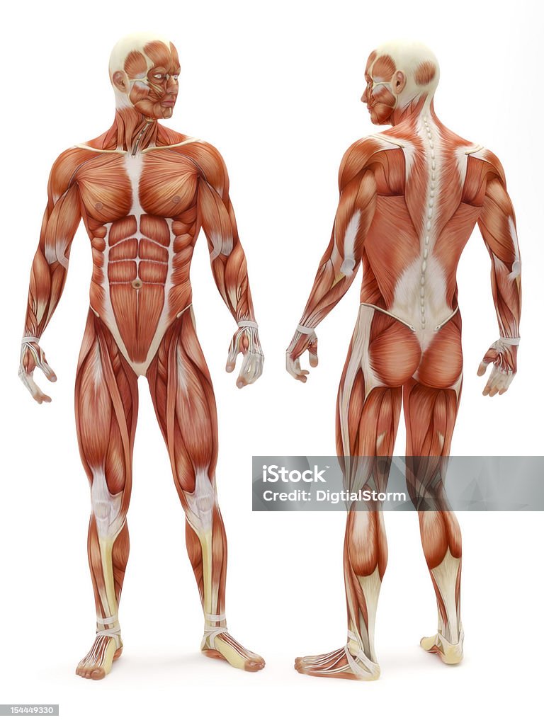 Male musculoskeletal system front and back isolated on a white background Anatomy Stock Photo