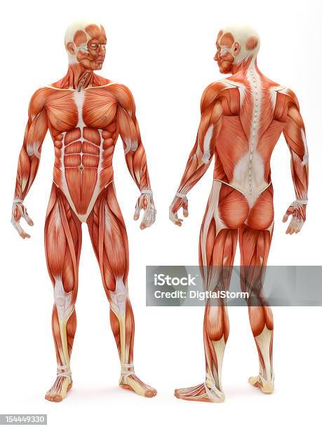 Male Musculoskeletal System Stock Photo - Download Image Now - Anatomy, Human Muscle, Muscular Build