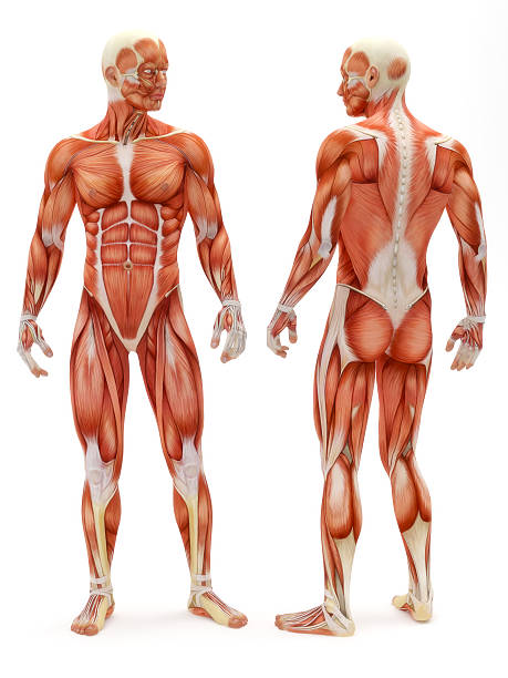sistema músculo-esquelético masculino - human muscle imagens e fotografias de stock