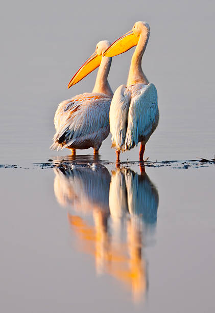 istock Pelicans at Lake Nakuru 154449634
