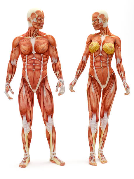 雄および雌の筋骨格システム - strength skinless muscular build human muscle ストックフォトと画像