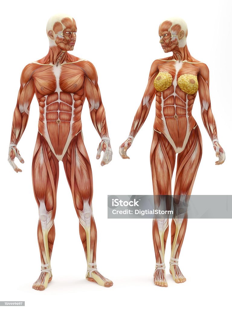 Male and Female musculoskeletal system isolated on a white background Anatomy Stock Photo