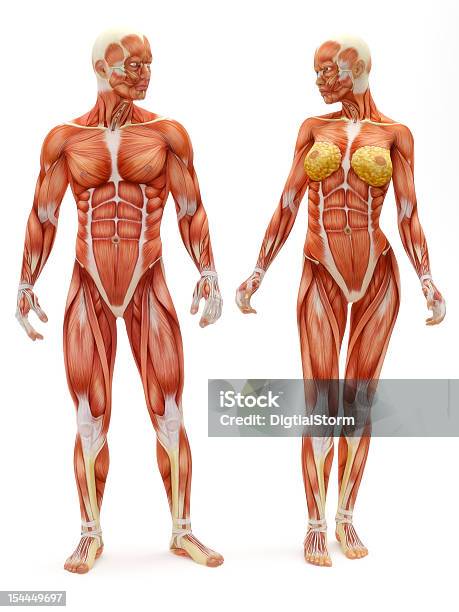 Sistema Músculoesquelético Masculino E Feminino - Fotografias de stock e mais imagens de Anatomia - Anatomia, Figura Feminina, Musculado