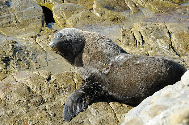 istock Fur Seal on Rocks, New Zealand 154451005