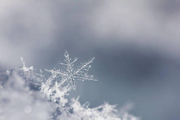 スノーフレークで分離のクローズアップのニュートラルな背景 1 つ - ice crystal 写真 ストックフォトと画像