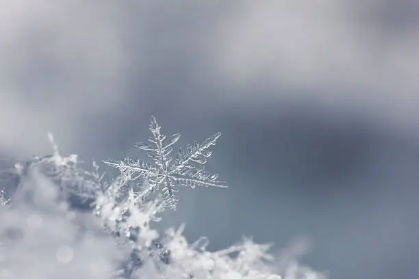 one isolated snowflake on gray, neutral background. close up photo taken outdoors on winter day, with DSLR camera and macro lens. rare photo because of very short life of a snowflake before it melts.