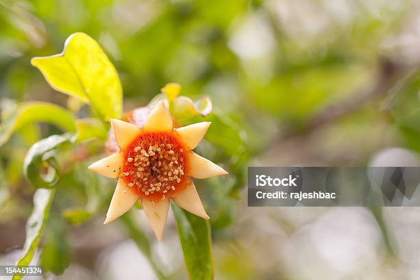 Makro Schuss Von Granatapfel Blume Stockfoto und mehr Bilder von Blume - Blume, Extreme Nahaufnahme, Farbbild