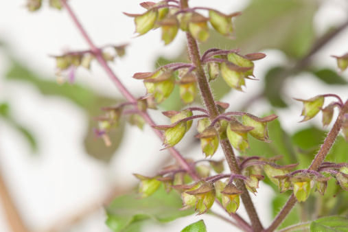 Tulsi,holi basil (Ocimum tenuiflorum) is an aromatic plant in the family Lamiaceae.
