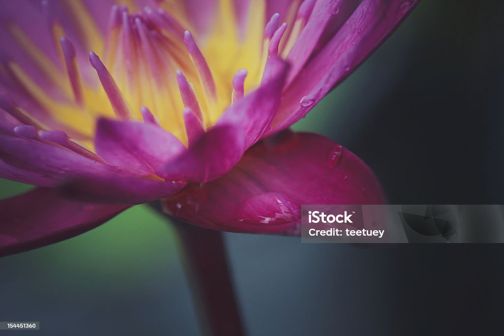 Flor de loto - Foto de stock de Abstracto libre de derechos