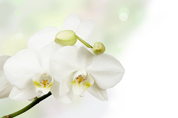 White Orchid stock photo