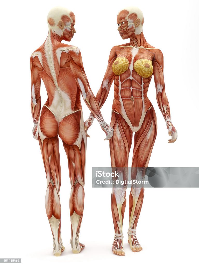 雌筋骨格システム - 人体構造のロイヤリティフリーストックフォト