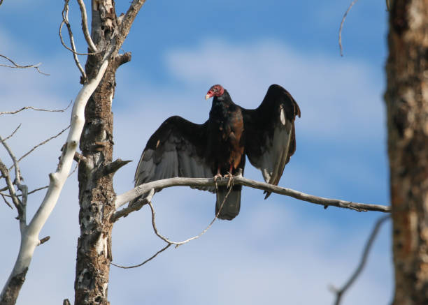 istock Turkey vulture buzzard Colorado desert national park forest 1544563553