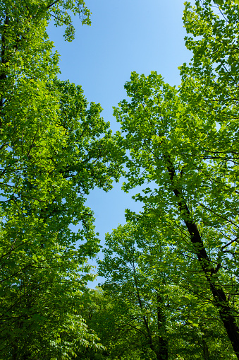 Green grass field and blue sky background