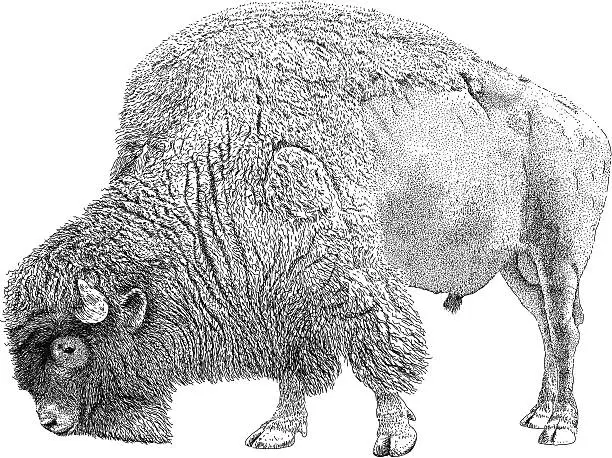 Vector illustration of Grazing Buffalo