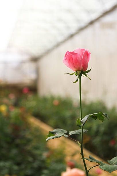 Rose stock photo