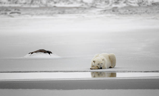 istock Rest of a polar bear. 154459349