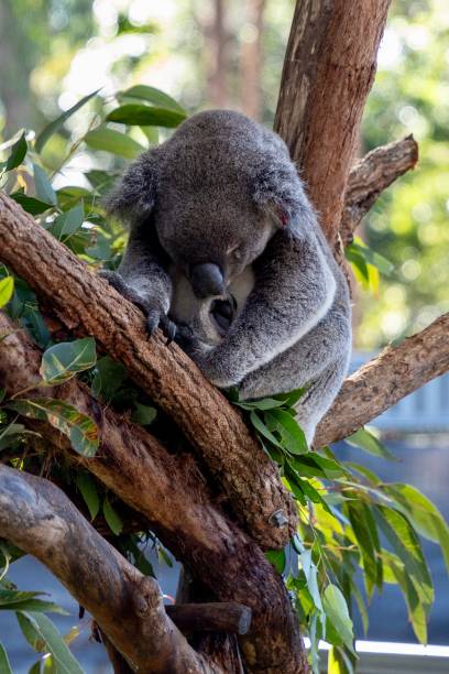 istock Australian koala sitting in a gum tree asleep 1544598205