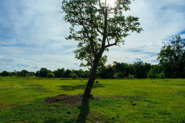 istock beautiful nature in Thailand 1544602275