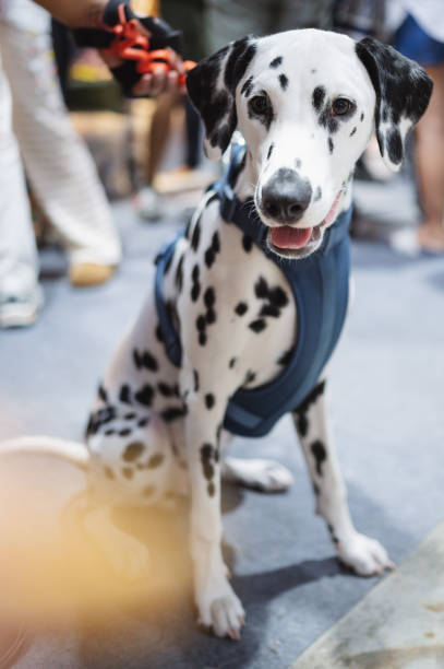 Smart Dalmatian pets dog sitting indoor