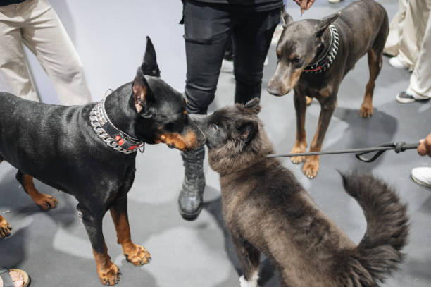 A majestic Doberman stands confidently in front of a vibrant blue backdrop, highlighting its sleek coat, alert stance, and noble demeanor. This dynamic composition emphasizes the breed's strength, intelligence, and loyalty, ideal for themes of protection, elegance, and power.
