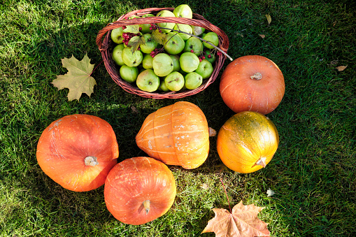 Thanksgiving cornucopia with pumpkins, apples and gourds isolated on a white background