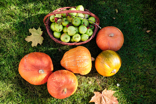 Still life with pumpkins and apples in a wicker basket on the green grass under the rays of the sun