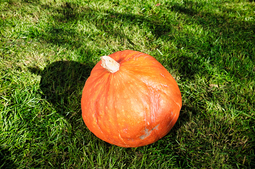 Still life with pumpkin on the green grass under the rays of the sun