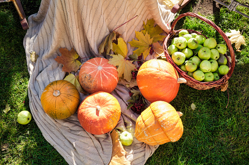 Still life with pumpkins and apples in a wicker basket on a bedspread under the rays of the sun