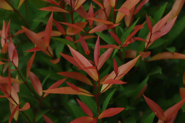 istock Christina leaves(Syzygium australe), Red leaf with blurred background, Spring Summer bright garden, There is an empty space on the right side for add creative text. 1544646895