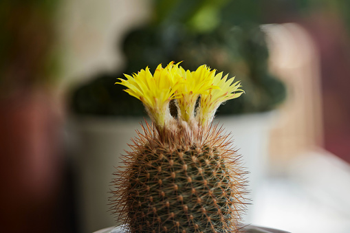 Close-up view of yellow cactus flower blooming in a potted plant