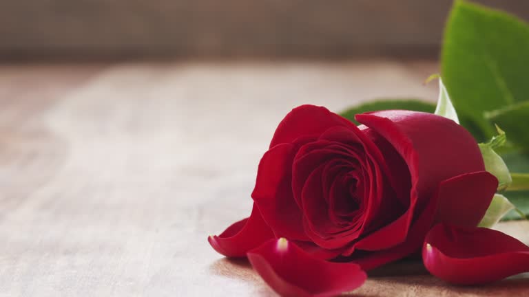 single red rose on old wood table with falling petals in slow motion