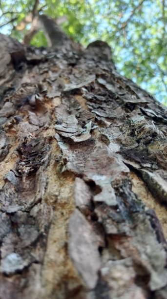istock The outer bark of a tree that appears cracked 1544687475