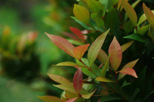istock Syzygium australe plant, commonly called Brush Cherry or Scrub Cherry, is a rainforest tree native to eastern Australia 1544688580