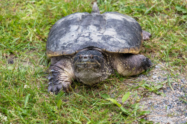 istock Snapping Turtle on the Grass, Huntsville, ON 2 1544688805