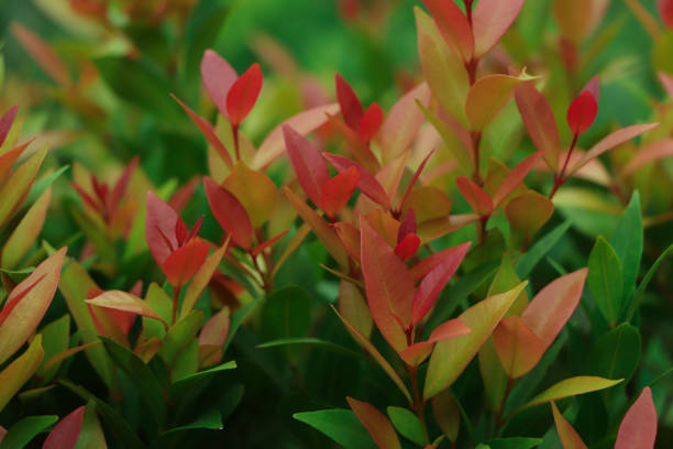 istock Christina leaves(Syzygium australe), Red leaf with blurred background, Spring Summer bright garden, There is an empty space on the right side for add creative text. 1544689358