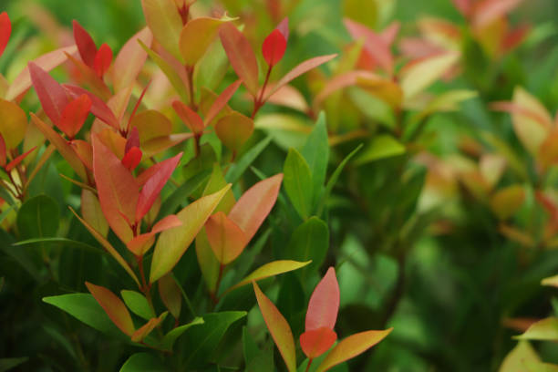 istock Christina leaves(Syzygium australe), Red and green leaf texture background, Spring Summer bright garden. 1544689379