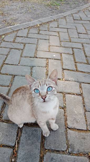 istock The sharp gaze of a cute cat 1544692023