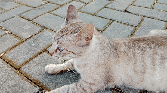 A cat is resting on the floor. This cat always roams around tourist sites