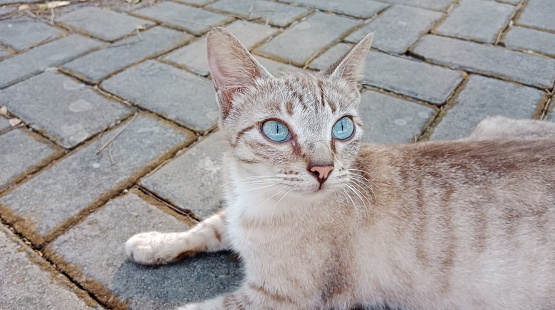 A cat with beautiful eyes and a mix of yellow and white fur. This cat always roams around tourist sites