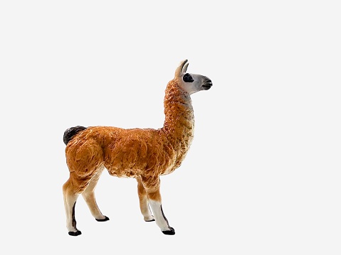 Miniature alpaca isolated on white