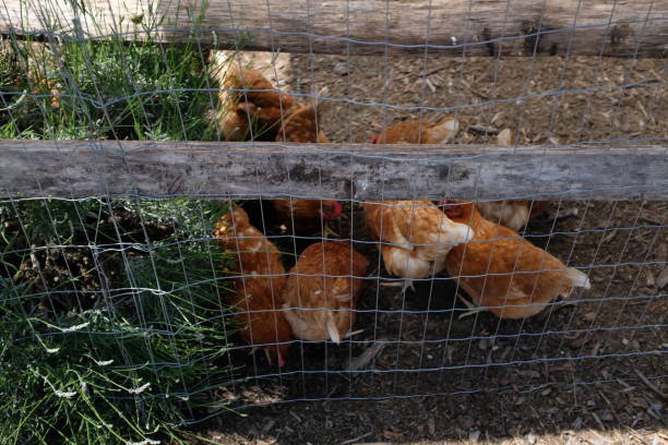 istock ISA Brown Chickens In Fenced In Area 1544713157