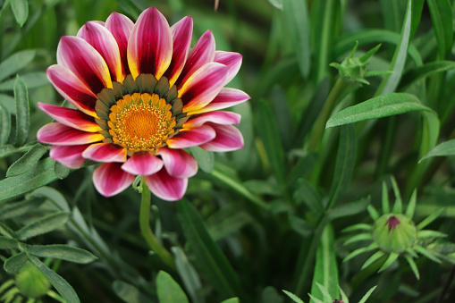 Blossom white gazania flower on a summer sunny day macro photography. Daisy flower with white petals in summertime, close-up photo.