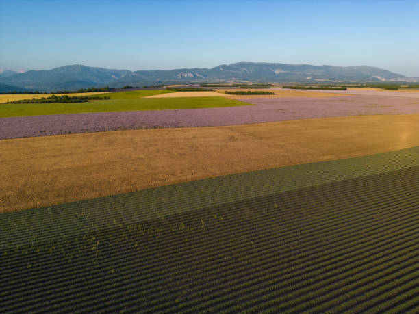 plateau de valensole, 라벤더 밭, 밀밭, 오트 알프스 프로방스 코트다쥐르의 일몰 아몬드 나무 - lavender coloured lavender provence alpes cote dazur field 뉴스 사진 이미지