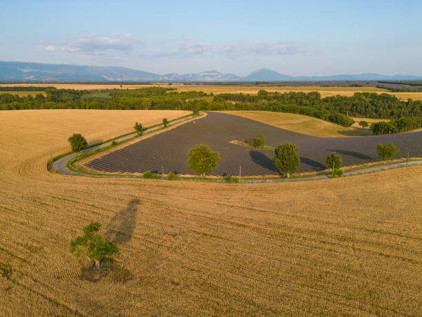 plateau de valensole, 라벤더 밭, 밀밭, 오트 알프스 프로방스 코트다쥐르의 일몰 아몬드 나무 - lavender coloured lavender provence alpes cote dazur field 뉴스 사진 이미지