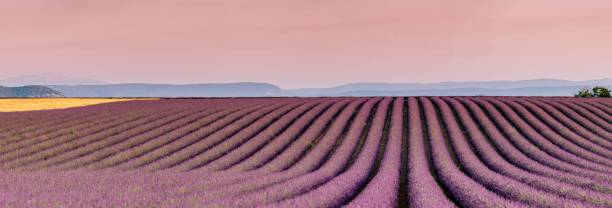 plateau de valensole lavender field at sunset in haute alpes provence cote d'azur - provence alpes cote dazur france lavender field photos et images de collection