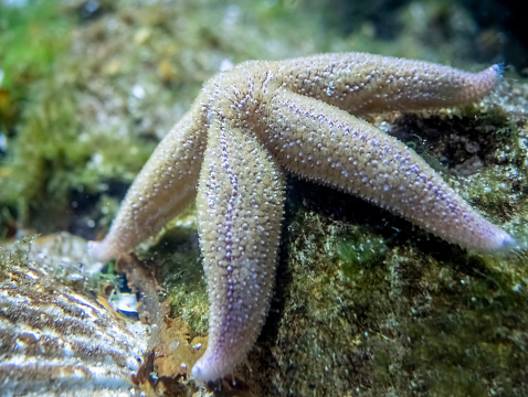 Starfish attached to a rock at the bottom of an aquarium. Close-up view.