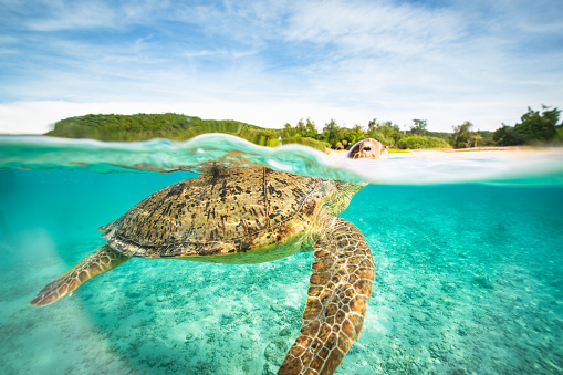 A half underwater half above water view of a sea turtle coming up to the surface of the water for a breath of air in the crystal clear waters of Zamami island in the Kerama island chain.