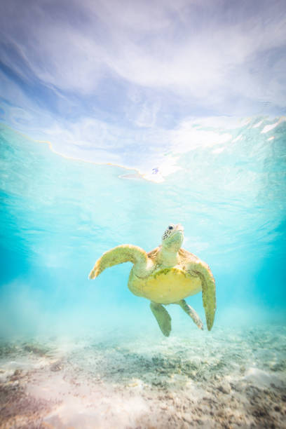 A Sea Turtle swimming in the clean and clear waters of Okinawa stock photo