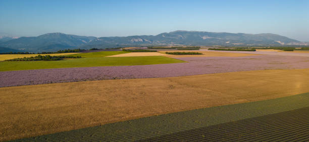plateau de valensole, 라벤더 밭, 밀밭, 오트 알프스 프로방스 코트다쥐르의 일몰 아몬드 나무 - lavender coloured lavender provence alpes cote dazur field 뉴스 사진 이미지